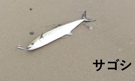 まさかのサゴシ！( °ω° )